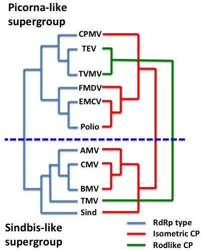 simple virus structure