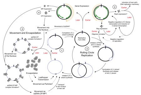 geminivirus rolling circle replication