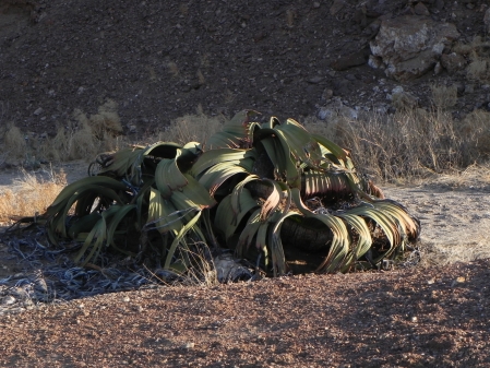 welwitschia 2012