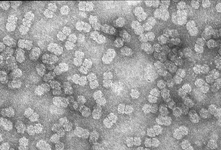 Maize streak virus particles isolated from maize, photographed by Robert G Milne in Cape Town
