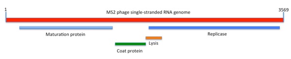 Depiction of the linear sequence of MS2 phage. The maturation (M), coat (CP) and replicase (Rep) genes and proteins were known at the time of sequencing; the lysis gene that partially overlaps the Rep open reading frame was shown to be functional only in 1982 