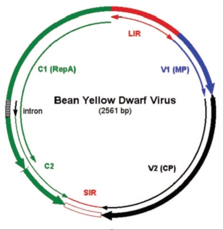 Figure 1. Genomic organization of Bean yellow dwarf virus. CP, capsid protein. LIR, long intergenic region. MP, movement protein. Rep, replication associated protein. SIR, short intergenic region. [9]